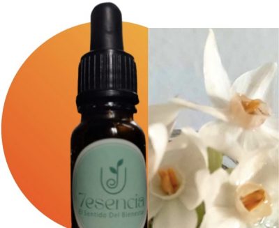 Narciso-Silvestre-esencia-floral