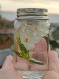 Narciso silvestre esencia floral