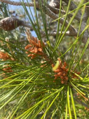 Esencia floral de pino